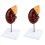 Life-Size Kidney Model, for Doctors Educational Tool 1