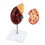Life-Size Kidney Model, for Doctors Educational Tool 3