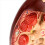 Life-Size Kidney Model, for Doctors Educational Tool 6