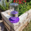 Bee Feeder Base for Regular Mouth Jar, Bee Watering Station 4