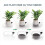 Deep Plant Saucer, Bottom Watering Tray 5