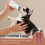 Small Animal Feeders Ergonomic Chews Proof Materials Spill 6