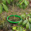 4pcs Polypropylene Plant Guards Maintains Moisture and Creates 7