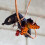 Butterfly Banana Hammock Hanging Fruit Under - 1 w 8