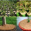 12 Pcs 11.8inch Coir Fiber Tree Mulch Ring Protect 11