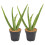 12 Pcs 11.8inch Coir Fiber Tree Mulch Ring Protect 9