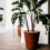 12 Pcs 11.8inch Coir Fiber Tree Mulch Ring Protect 4