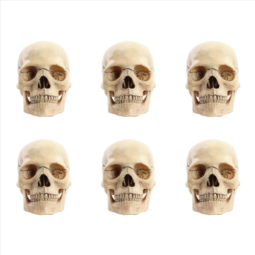 1:2 Disassembled Skull Anatomical Model Anatomy Skeleton 1