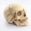 1:2 Disassembled Skull Anatomical Model Anatomy Skeleton 3