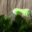 Bottle Cap Sprinkler Portable Plastic Plant 4