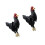 Charming Bird Inspired Metal Ear Studs Ergonomic Design-Black 1