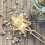 Golden Tea Aus Mit Griff 11