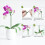 60Pcs Plant Supports Set - 20 Pack Flower Stakes S 3