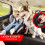 Polyster Pet Car Protect Dauerhafter Stoff, geeignet für-Grau 6