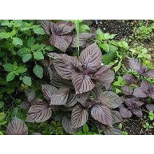 Red Perilla Seeds Culinary Shiso Herb Red Variety Garden Packet Organic NonGMO