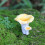 Modèles de champignons simulés, ornement Miniature en résine, 5