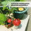 Modèles de champignons simulés, ornement Miniature en résine, 6