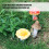 Modèles de champignons simulés, ornement Miniature en résine, 4