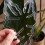 1Pcs Plant Stem Plastic Support,Flower Holder,Reus 6