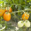 Garden Trellis Netting: Heavy-Duty Polyester Support For Climbing Plants 5
