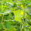 Garden Trellis Netting: Heavy-Duty Polyester Support For Climbing Plants 4