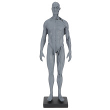 Matériel pédagogique pour les sciences médicales, modèle réaliste de dissection anatomique superficielle, adapté aux études dentaires et à la