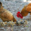 Chicken Wire Vert Grillage Hexagonal 35 cm  100 cm 4