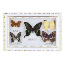 Decor de casă victorian cu tematică mohorâtă, meșteșug premium lucrat manual, decor fluture înrămat cu taxidermie de fluturi reali, cutie de