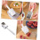 Multi Function Squid Cutter Kitchen Accessory - Easy Cutting Tool for Cuttlefish Chicken Gizzard Home Restaurant 3