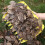 Leaf Collection Scoops 2 Pack PP Plastic Yard Cleanup Tools For Leaves Grass Clippings Branches Outdoor Debris 2