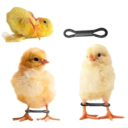 50/100 stuks Chick Spreader Beenbanden Verstelbare-100 1