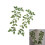 Patchs de couture verts, feuilles élégantes, feuillage, pour 2
