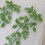 Patchs de couture verts, feuilles élégantes, feuillage, pour 5