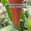 Globe d'arrosage en forme de Cactus pour plantes, dispositif 6
