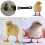 50/100Pcs Chick Spreader Leg Bands Adjustable Hobbling-50 6