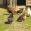 Chicken Wire Rede Hexagonal 35cm100m 5