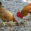 Chicken Wire Rede Hexagonal 35cm100m 4