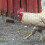 Chicken Wire Rede Hexagonal 35cm100m 3