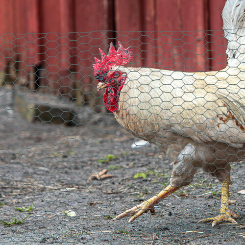 Chicken Wire Rede Hexagonal 35cm100m 2