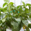 Bâton de plante de jardin pliable, 20 pièces, avec Support à 7