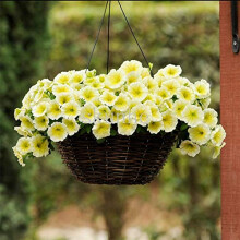 100 pcs SingleFlowered MultiFlowered Petunia Flower Seeds for Gardening Yellow