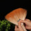 Traditionelle chinesische Kalligraphie-Pinsel,-Sperma 5