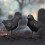 Modèles de corbeau réalistes, ensemble de 2 figurines d'oiseaux 7