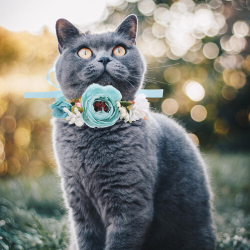 Simulation Katzenhalsband Für Und Mit Blumenkranz 2