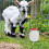 Animal Feeder Bottle Lamm Milch Eimer Großer Kapazität Mit Sauger 11