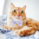 1 Verstelbaar Kitten Halsband Met Kat En Hondje 9