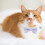 1 Verstelbaar Kitten Halsband Met Kat En Hondje 11