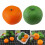 Pack of 10 Realistic Artificial Orange Plastic Fruit for-orange 3