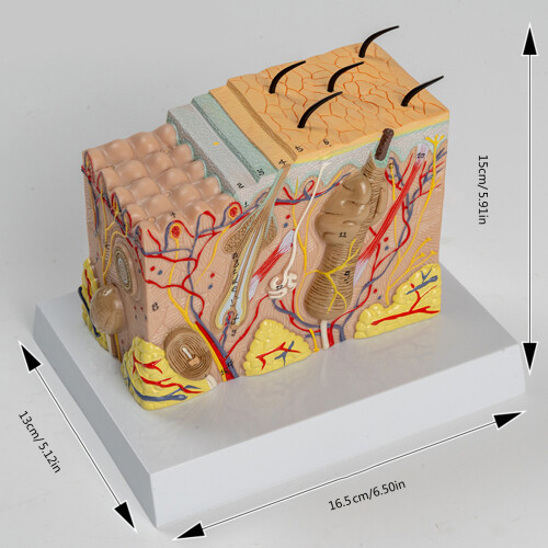 Modèle anatomique de peau, Structure de la peau humaine, modèle 2