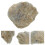 Shell Paläontologie Spaß Lehrmaterial 10